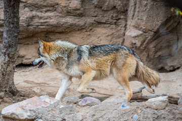 A Mexican Gray Wolf in Tucson, Arizona