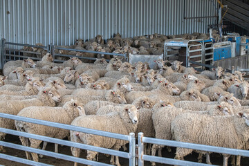 Flock of sheep in a farm pen, awaiting shearing, showcasing the wool industry and rural farm life in Australia