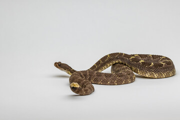 A Western Diamondback Rattlesnake in Tucson, Arizona