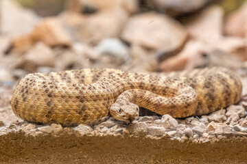 A Western Diamondback Rattlesnake in Tucson, Arizona