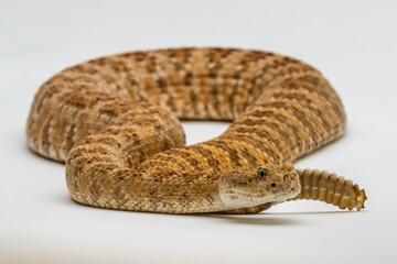 A Western Diamondback Rattlesnake in Tucson, Arizona