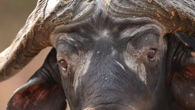Cape Buffalo or African buffalo (Syncerus caffer) is a large sub-Saharan African bovine. Close up of the eyes of a large bull, has big boss and horns, very dangerous. Slow motion, 25 percent