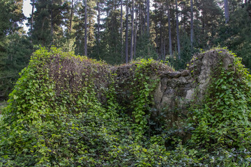 Abandoned stone house ruins overgrown with greenery and white calla lilies in tranquil Australian forest, nature power