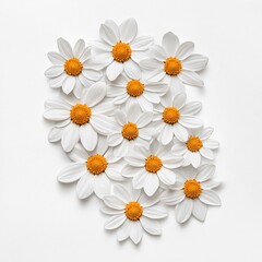 Obraz premium Artistic Arrangement of Daisies Creating Symmetrical Floral Pattern on White