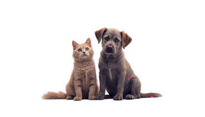 Cute dog and cat with valentine heart shape balloon on transparent background