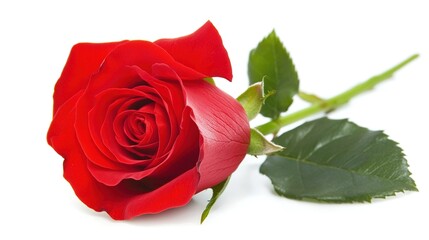 Elegant red rose flower with delicate petals isolated on a white background. The vibrant red hue symbolizes love, passion, and beauty, making it ideal for romantic, floral, or minimalist designs. 