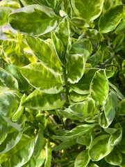 Pedilanthus tithymaloides plaint in nature garden