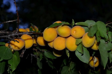 
A branch of an apricot tree with ripe fruits was taken at night.