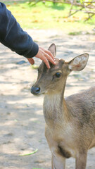 Anonymous tourist hand rubbing, stroking, and touching deer head. deer and doe colony in city park. deer begging for food.