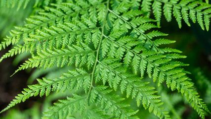 Fern in my garden
