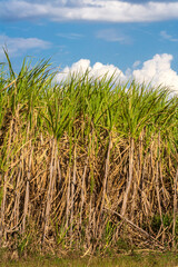 Naklejka premium Sugar cane field and blue sky on the farm in Brazil