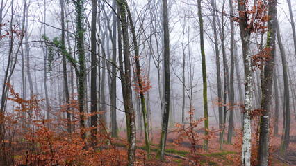 Fototapeta premium Foggy Forest Germany 1