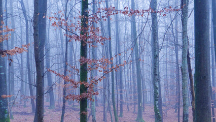 Obraz premium Foggy Forest Germany 2