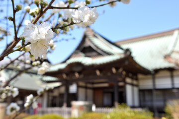 藤沢遊行寺に咲く白い花桃
