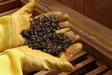 Beekeeper with dead bees in the hands