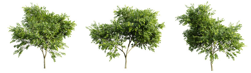 Trees joy perfume orange michelia champaca on transparent background.3d rendering