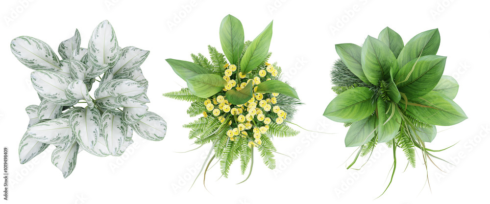 Poster top view ornamental plant set in pot isolated on transparent background.3d rendering