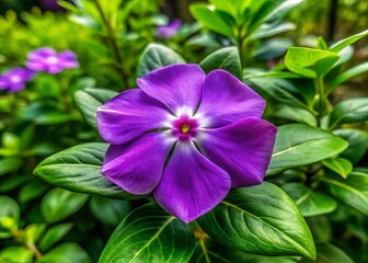 Vibrant Purple Vinca Flower Blooming in a Garden Setting with Lush Green Foliage Background