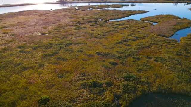 River delta reeds at dawn