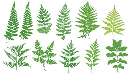Vector Silhouette of a Fern Leaf, Perfect for Nature-Inspired Designs, Illustrations, and Graphic Projects