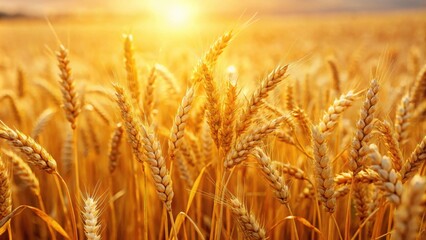 Fototapeta premium Wheat field background with golden crops, agriculture, harvest, farm, rural, nature, organic, crop, agriculture landscape