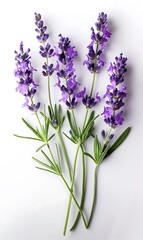 Fototapeta premium Lavender flowers bunch isolated on white background cutout. Top view. Flat lay.