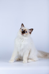 Sacred Birman Cat, birma isolated on a white background, studio photo.Sacred Birman Cat, birma isolated on a white background, studio photo.