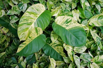 Epipremnum Marble Queen   giant leaves  