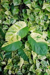 Epipremnum Marble Queen   giant leaves  