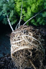 Roots of Asparagus Ming Fern when re-potting.  