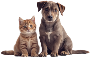 Adorable Kitten and Puppy Sitting Together on White Background
