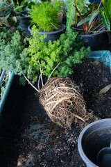 Roots of Asparagus Ming Fern when re-potting.  