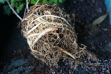 Roots of Asparagus Ming Fern when re-potting.  