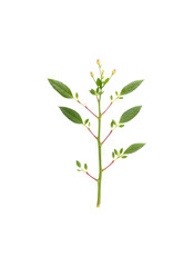 Fototapeta premium Elegant Botanical Illustration with Transparent Background - Perfect for Design Overlays