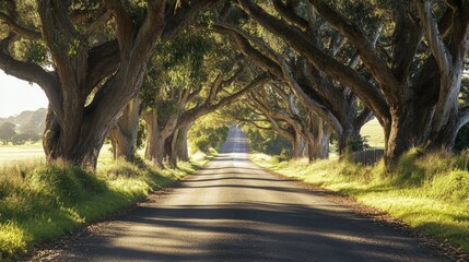 Naklejka premium Road lined with trees casting long shadows.