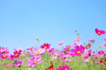 ピンクのコスモスと空
