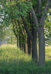 Summer time nature image of a line of trees in a row next to each other with green grass.