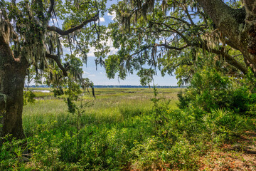 Southern views by marsh framed with trees