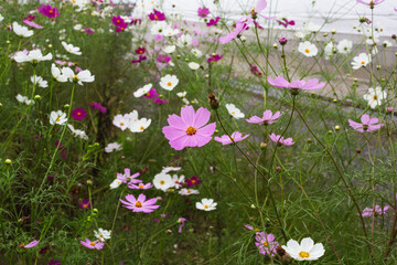 コスモス街道深谷　秋桜の花