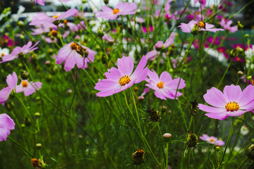 コスモス街道深谷　秋桜の花