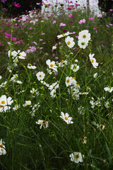コスモス街道深谷　秋桜の花