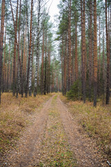 Fototapeta premium A dusty, uneven dirt road winding through the heart of a dense forest, surrounded by towering trees and flourishing greenery, creating a serene natural landscape that invites exploration