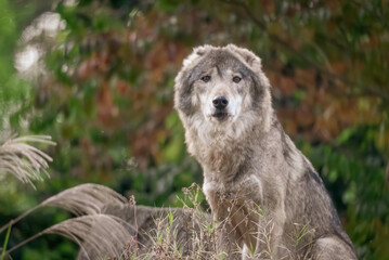 Obraz premium タイリクオオカミ (ハイイロオオカミ)