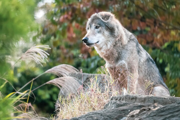 Fototapeta premium タイリクオオカミ (ハイイロオオカミ)