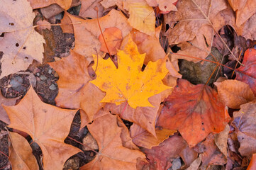 Yellow maple leaf lying on top of dead brown leaves