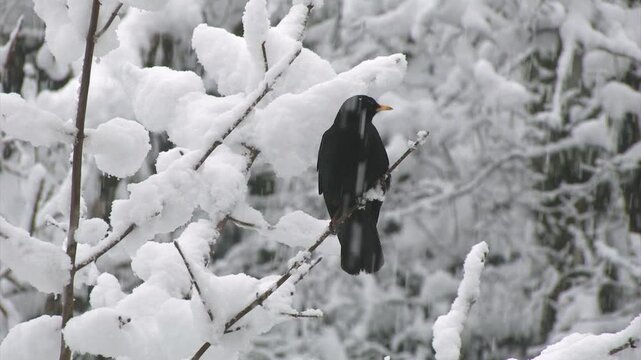 Gracchio alpino Pyrrhocorax graculus, Alpine chough