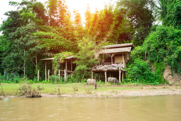 ฺBuffalo is eating grass next to the river near the forest and sunlight background. Make livestock naturally.