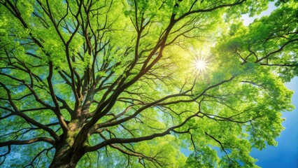 Obraz premium Lush green treetop in spring morning with beautiful branches and leaves , nature, outdoors, scenic, background, foliage, spring