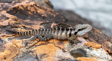Eastern water dragon ( Intellagama lesueurii )