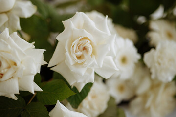 A bouquet of white roses with green leaves. High quality photo